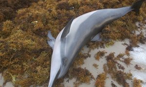 New Virus Found in Cetaceans - Gansbaai Daily News